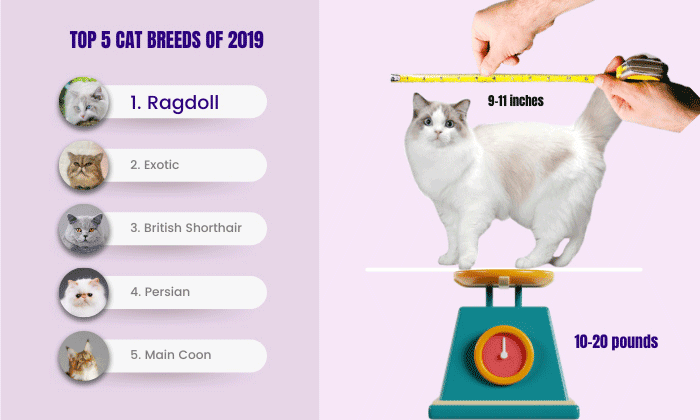 Ragdoll-Cat