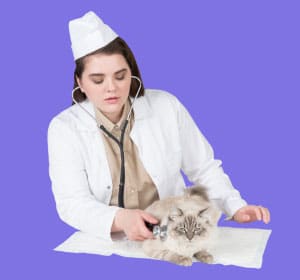 Regular-Veterinary-Care-to-Help-a-Ragdoll-Cat-Live-Longer