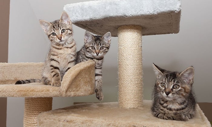Sisal-for-Cats