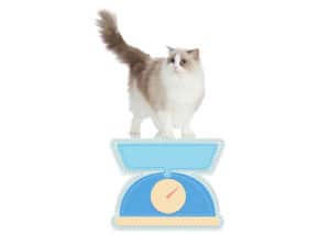 Weight-Management-to-Help-a-Ragdoll-Cat-Live-Longer