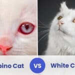 albino cat vs white cat
