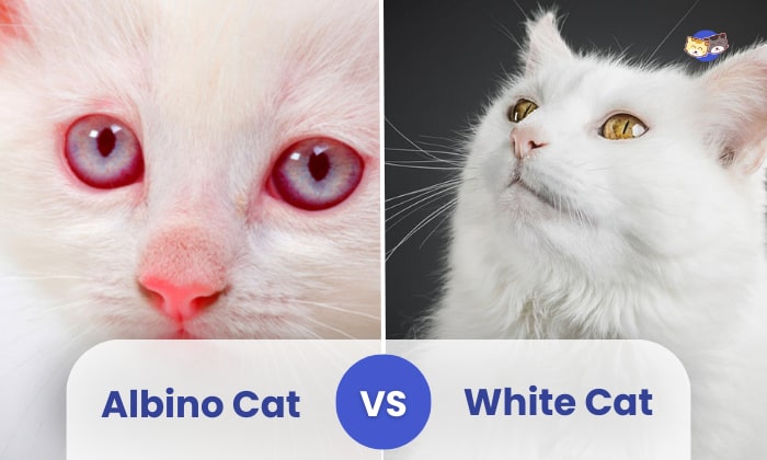 albino cat vs white cat