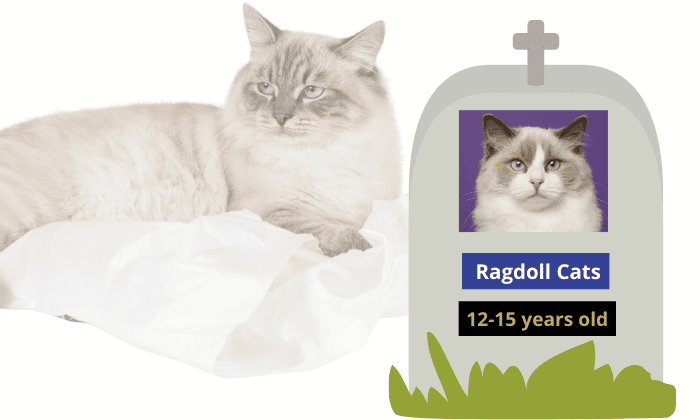 average-ragdoll-cats-lifespan