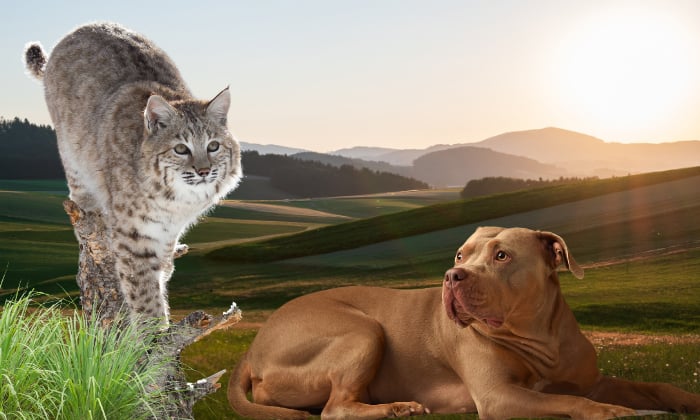 bobcat-compared-to-pitbull-dog