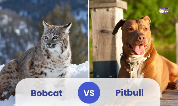 bobcat vs pitbull