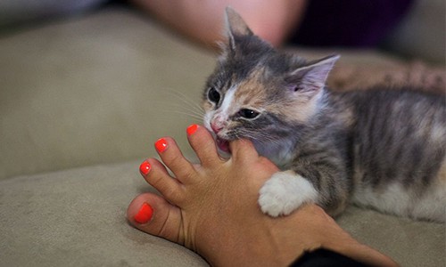 cat-biting-foot