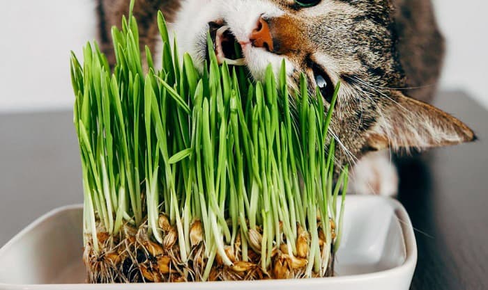 cat-grass-for-cats