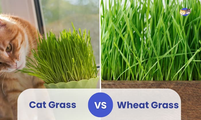 cat grass vs wheat grass