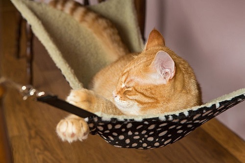 cat-hammock-swing
