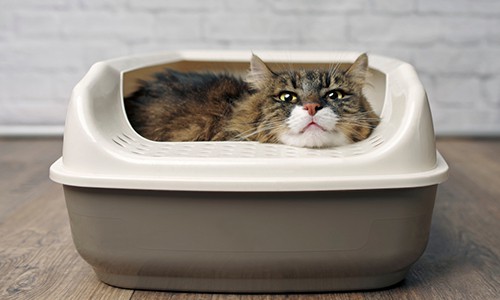 cat-lies-in-litter-box