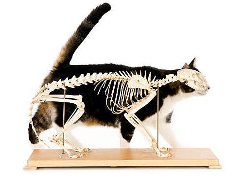cat-skeletal-system