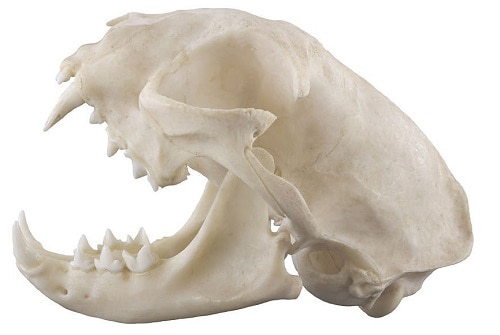 cat-skull