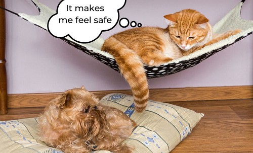 cats-like-hammocks
