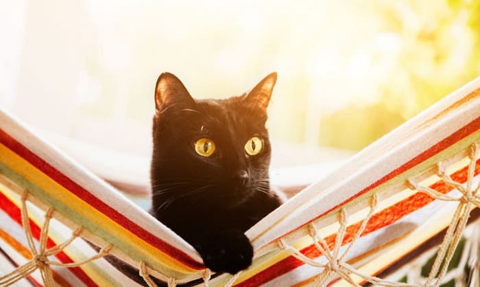 choosing-the-best-cat-hammock