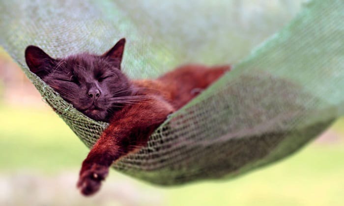 clean-and-maintain-a-cat-hammock