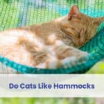 do cats like hammocks
