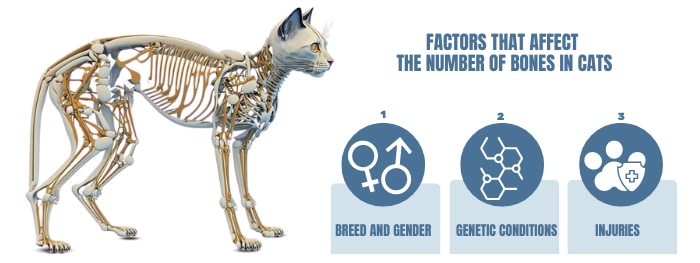 factors-that-affect-the-number-of-bones-in-cats