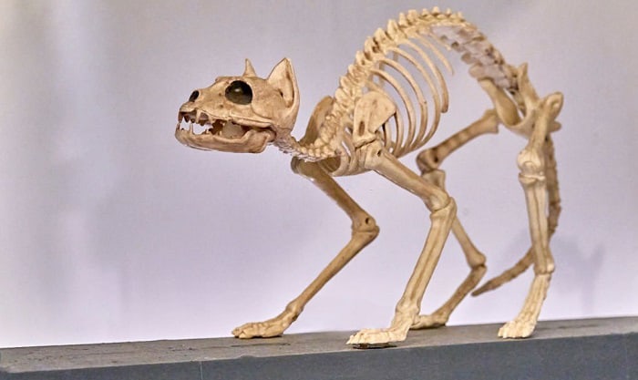 first-domestic-feline-skeleton
