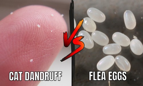 flea-eggs-vs-dandruff