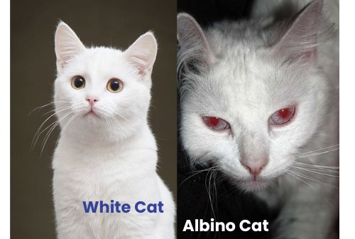 geneticsl-albino-and-white-cats
