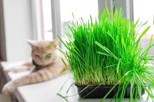 growing-cat-grass