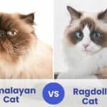 himalayan cat vs ragdoll cat