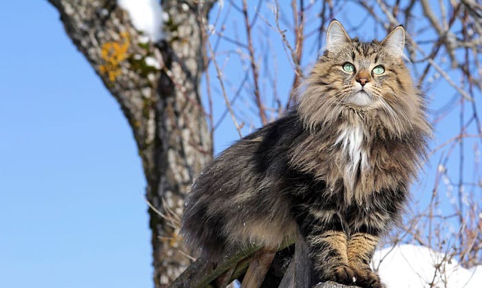 history-of-norwegian-forest-cats