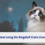 how long do ragdoll cats live