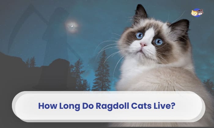 how long do ragdoll cats live