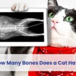 how many bones does a cat have