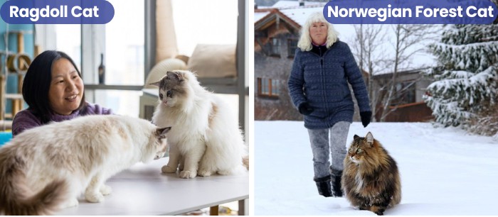 norwegian-forest-cat-and-ragdoll-personality