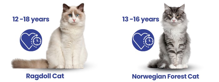 norwegian-forest-cat-size-and-ragdoll-lifespan