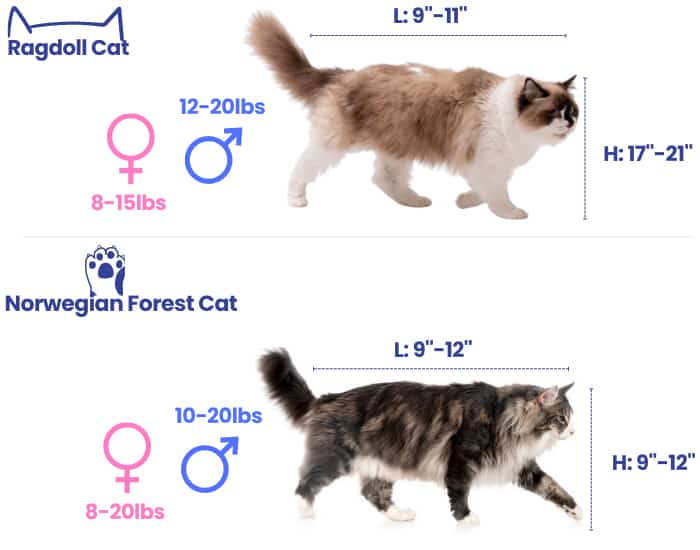 norwegian-forest-cat-size-and-ragdoll-size-comparison