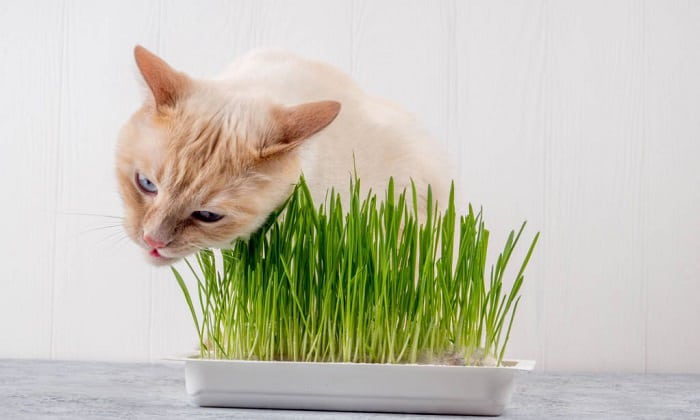 pros-and-cons-of-cat-grass