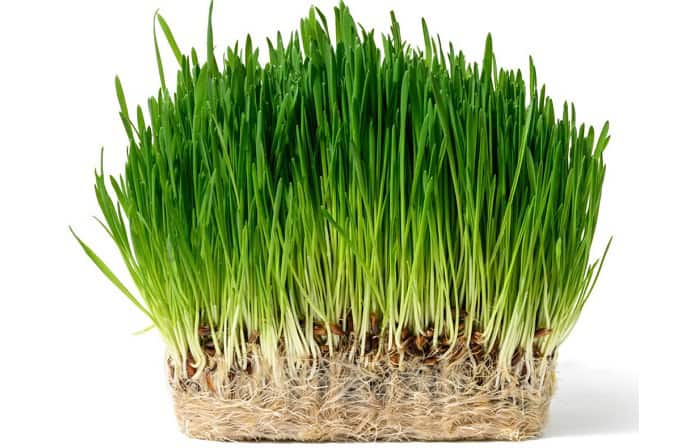 pros-and-cons-of-wheatgrass