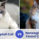 ragdoll cat vs norwegian forest cat