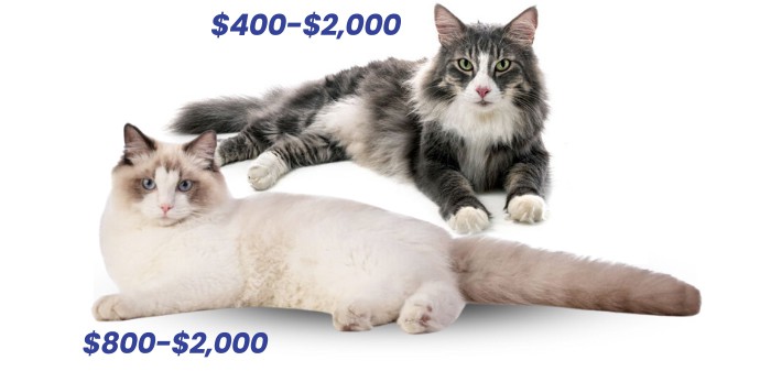 ragdoll-cat-vs-norwegian-forest-cat-cost