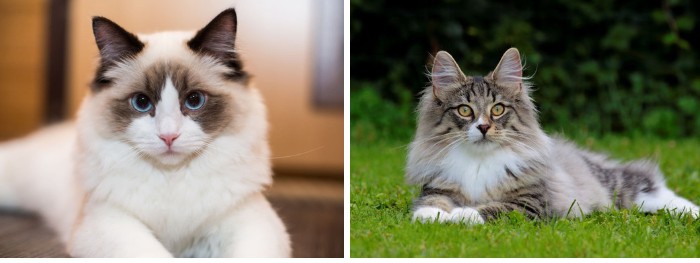 ragdoll-vs-norwegian-forest-cat