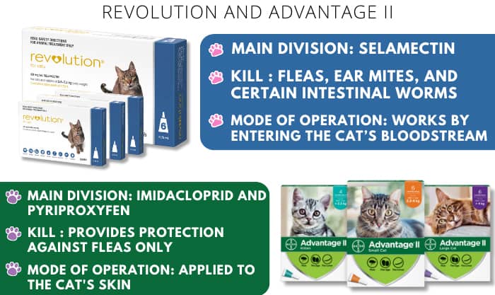 remove-ear-mites-in-cats