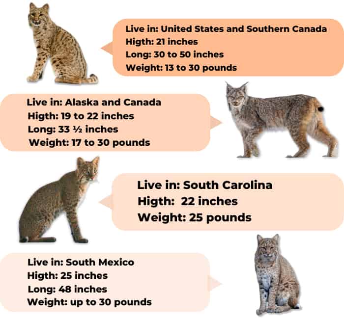 size-and-weight-of-bobcats