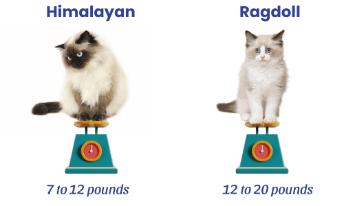 size-chart-of-ragdoll-vs-himalayan