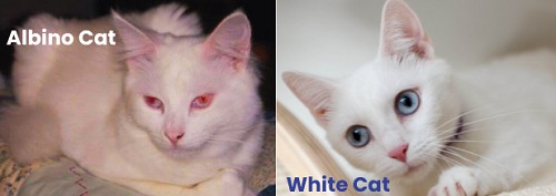 taking-care-of-albino-and-white-cats