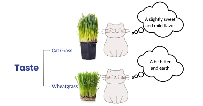 taste-ofwheatgrass-vs-cat-grass