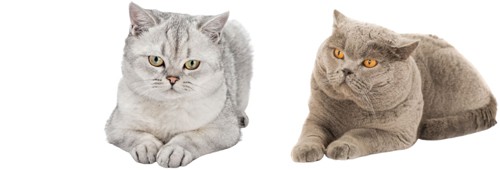 two-cat-breeds