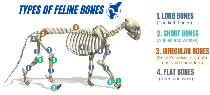 types-of-feline-bones