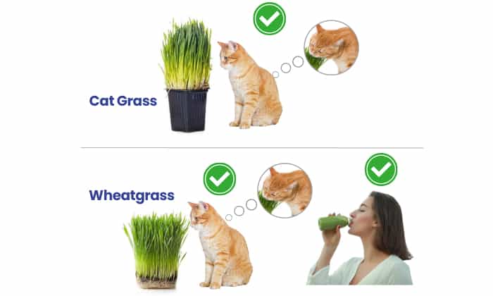uses-of-wheatgrass-vs-cat-grass