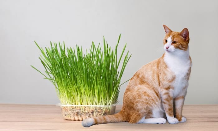 wheat-grass-for-cats