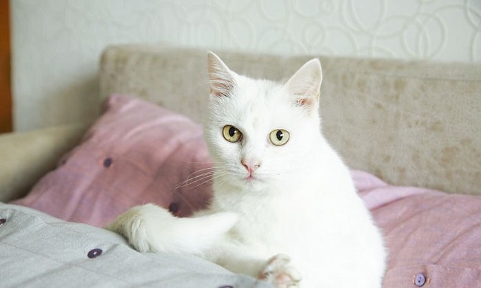 white-cat-with-pink-eyes