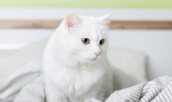 white-cat