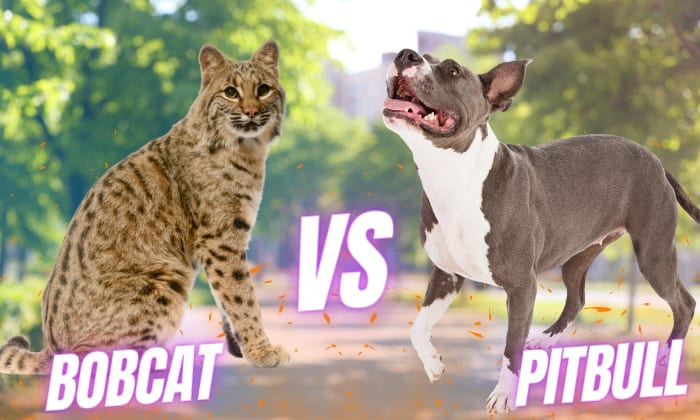 who-would-win-between-bobcat-and-pitbull